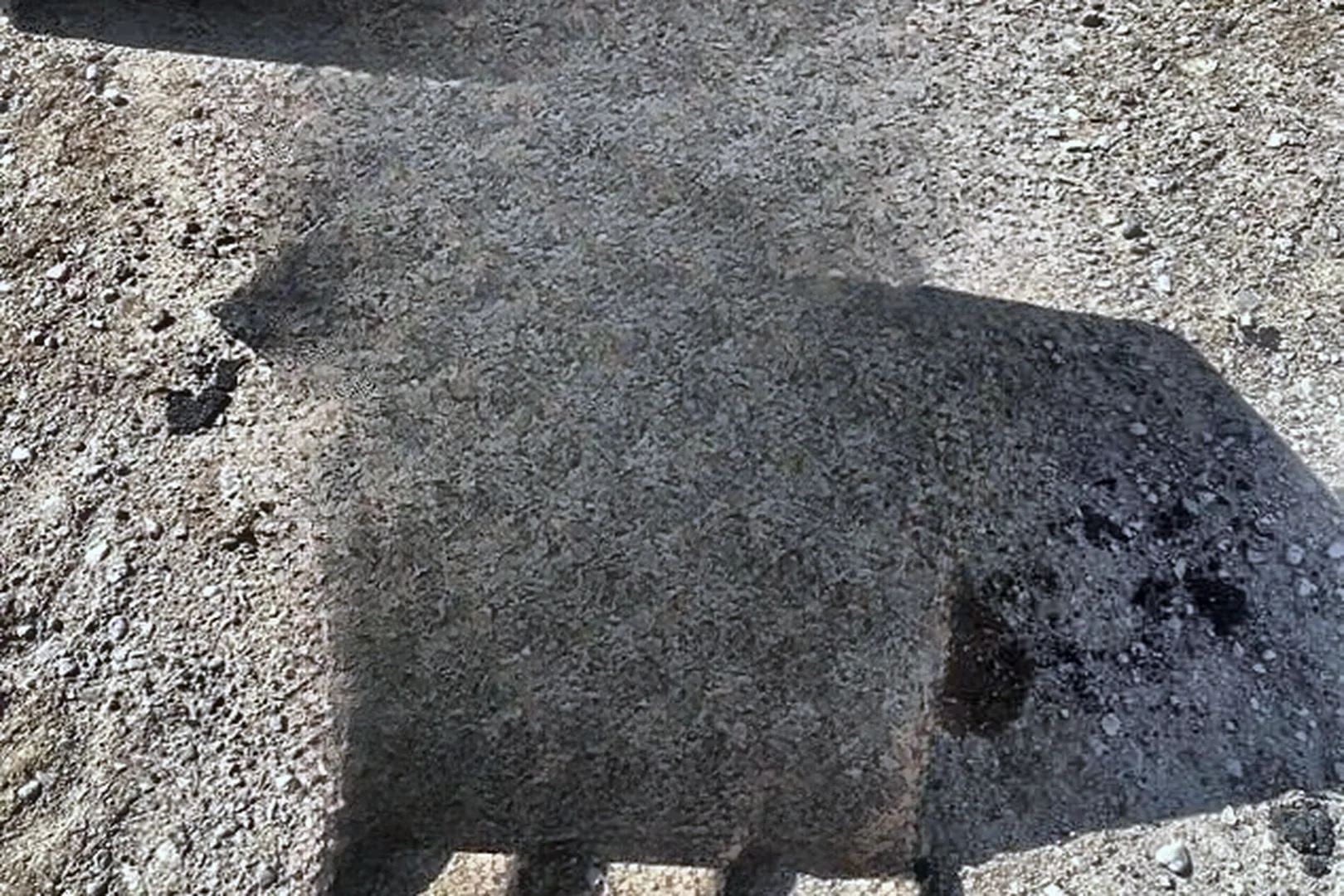 2019 CATERPILLAR 308E2 CR - view 19 of 25